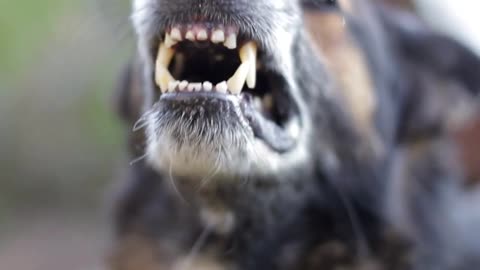 #Dog shoking#dog barking#angry dog