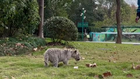 Cute little white tiger