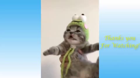 Top Funny Cat videos 2021