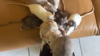 One Rodent Left Behind When Pet Rats Climb Up Leg