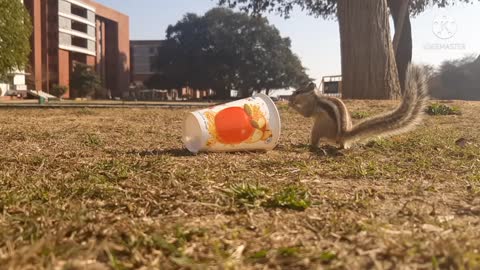 Cute squirrel looking for food.