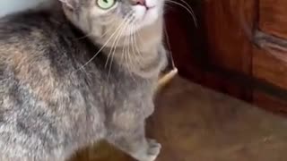 Sounds that attract cats