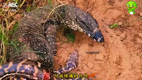 Anaconda Devours Huge Meal | Monster Snakes☠️ #Anacondas#Snakes#NatGeoWILD