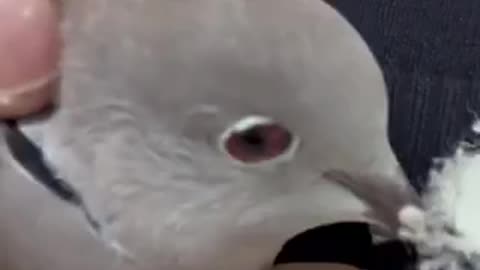 Cute bird 🦢 trending video