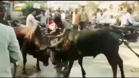 Funny Video"Bull Fight and A Alcoholic Trying to solve