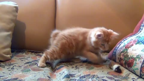 A little kitte playing with his toy mouse.