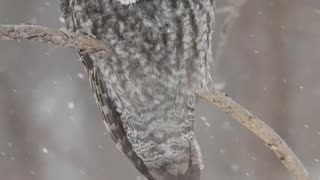 Owls #1