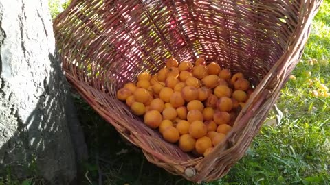 The Traditional method of preserving Apricots in the high Mountains of Pakistan