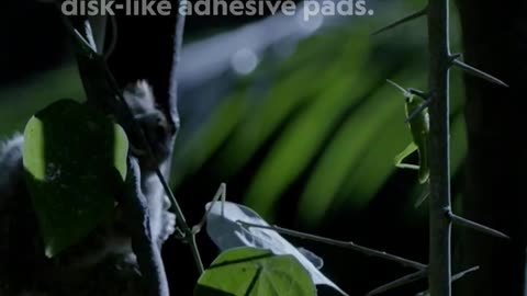 Wild and weird spectral tarsier facts 👀 #HostilePlanet #wildlife #shorts