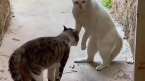 Super funny cats videos compilation .will make you #horts Cute CAts Videos