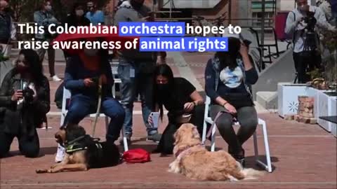 Orchestra performs concert for pet dogs to support animal rights