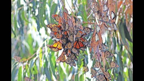Coronado Butterfly Preserve in Goleta, Ca