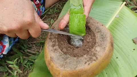 🌴🍈✨ Uncover the Art: Propagating Jackfruit Trees inside Coconut Fruit for Easy and Fast Growth! 🌱🚀