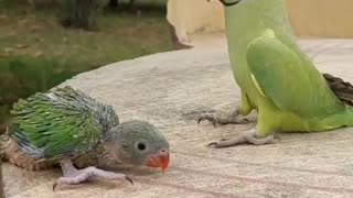 TALKING RINGNECK PARROT GREETING BABY PARROT