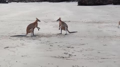 Crazy fight between kangaroo