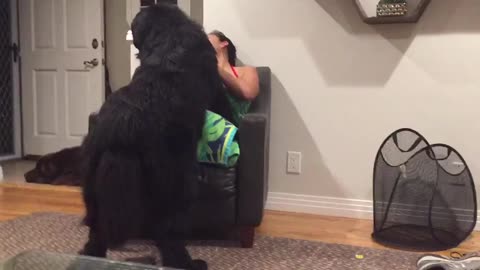Enormous Newfoundland Believes It's a Tiny Lap Dog