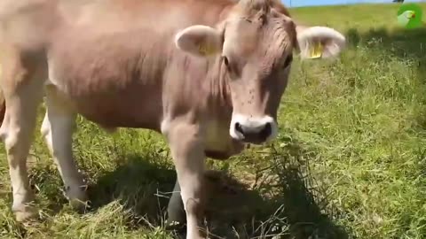 VIDEOS OF COWS GRAZING IN A FIELD | COWS MOOING 🐄