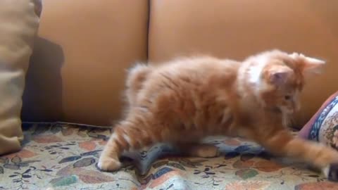 playful Kitten