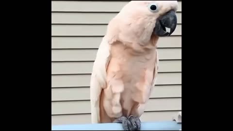 Cute parrot saying bye 🤩