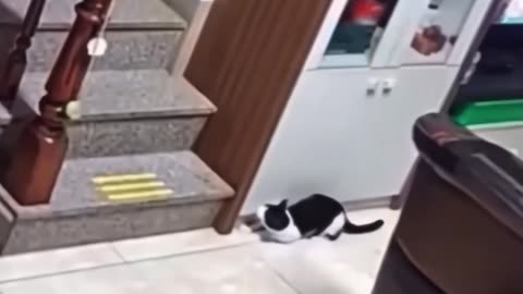 Cat scaring owner funny