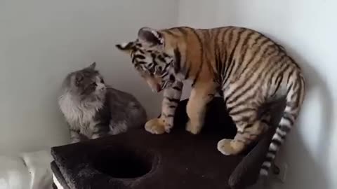 Tiger cub playing with house cat