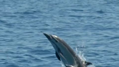 See Dolphin in ocean