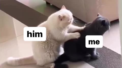 Cute Cat Massage