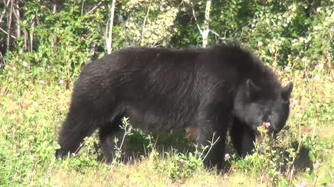 Dangerous black bear