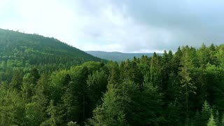 Beautiful Forest footage