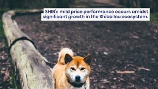 Crypto Whale Sells 421.6 Billion Shiba Inu (SHIB): Price Impact