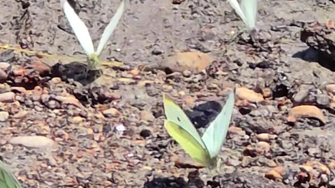 Beautiful butterflies dance around on the bank / beautiful butterflies by the river.