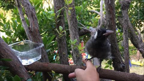 Evil Dove Attacking Orphaned Baby Magpie