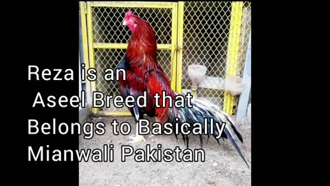 Top 5 aseel breeds in Pakistan