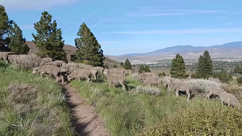 Herd of Sheep on Ash Canyon (Carson City, NV)