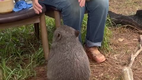 Cute wombats want to cuddle