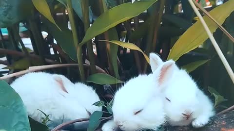 Eating small rabbit's in flowerpots