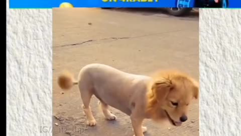 Funny hair cut dog 😅