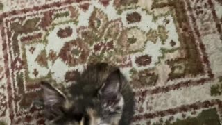 Tiny Kittens Go Nuts for Breakfast