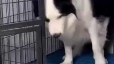 Dogs reaction after a terrible seen