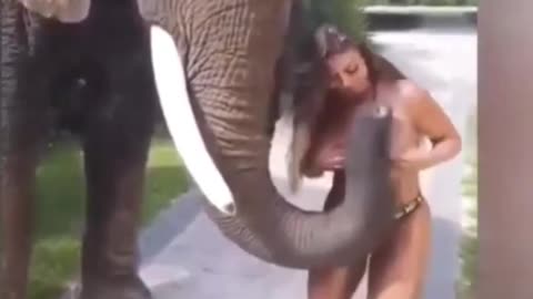 Elephant plays with sexy girl