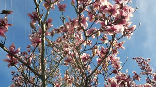 TULIP TREE USHERS IN SPRING