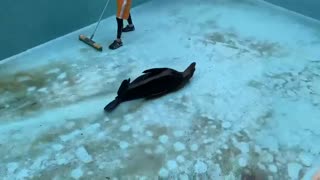 happy sea-doggo slides on pool floor!
