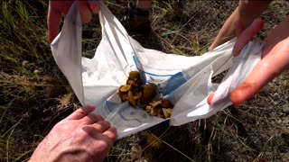 Picking Wild Mushrooms