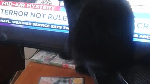 Pluto the cat and the TV captions