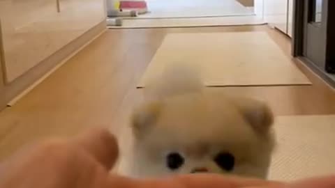 Cute dog puppy video