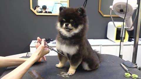 Pomeranian dog first grooming