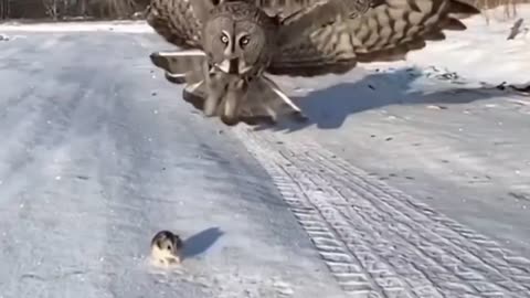 owl attacking its prey 🦉