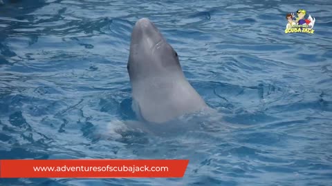 Beluga Whales Video for Kids