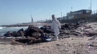 Hundreds of dead birds wash up on Chilean beach