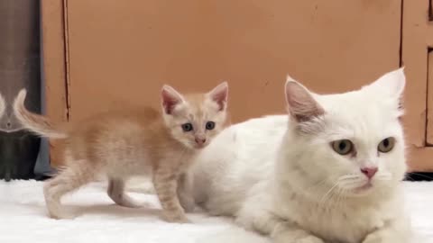 Pet Kitten Brought a Homeless Kitten Into The House And Placed Him With Its Mom